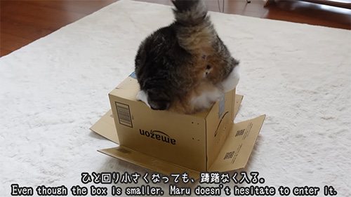 ちゅうちょなく入る