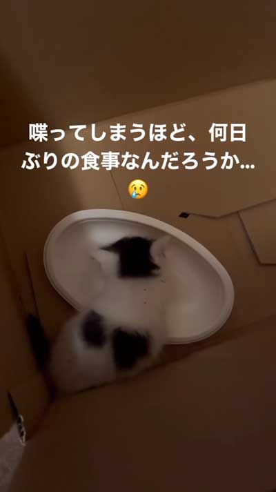 ガリガリの保護子猫が喋りながらごはんを食べる