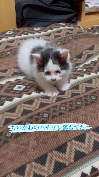 ガリガリの保護子猫が喋りながらごはんを食べる