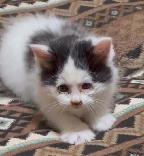 ガリガリの保護子猫が喋りながらごはんを食べる