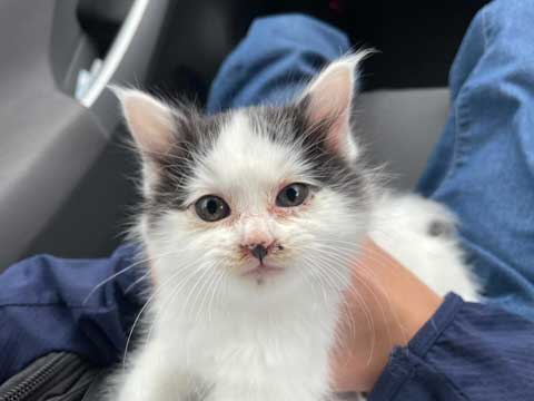 ガリガリの保護子猫が喋りながらごはんを食べる