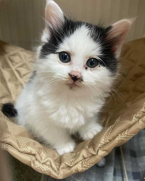 ガリガリの保護子猫が喋りながらごはんを食べる