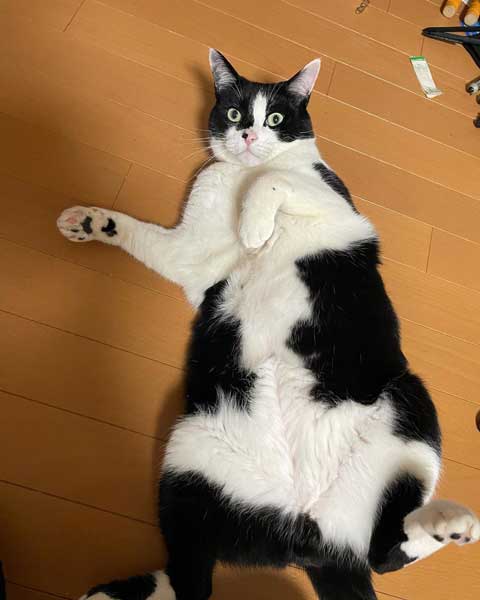 かわいいポーズでおやつアピールする猫