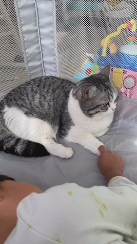 猫の前足