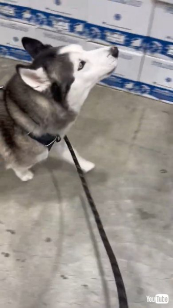 お散歩中のワンコ