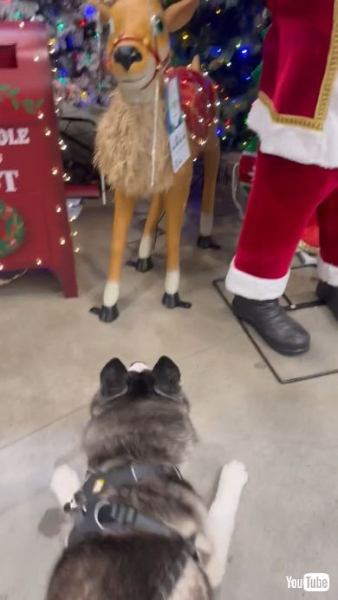ディスプレイのトナカイに驚くワンコ