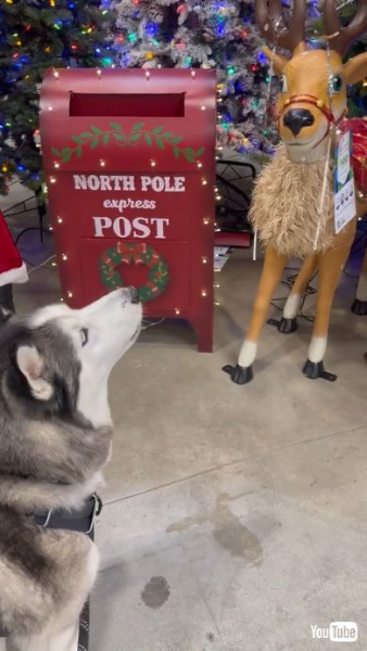 吠えてもトナカイは無反応