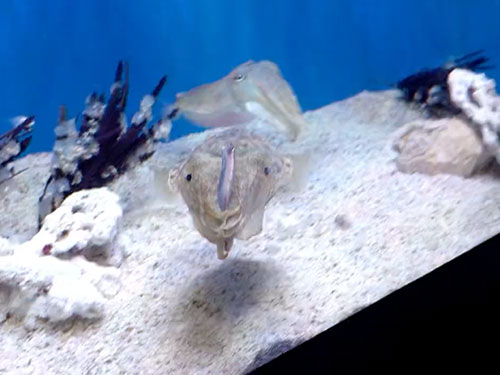 魚を持ったまま泳ぐイカ