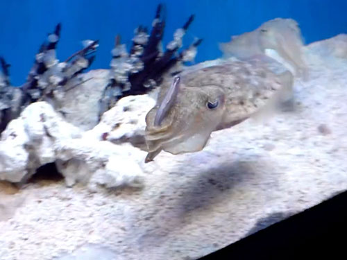 魚を持ったまま泳ぐイカ