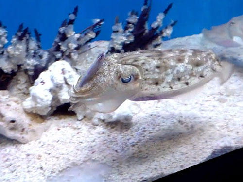 魚を持ったまま泳ぐイカ