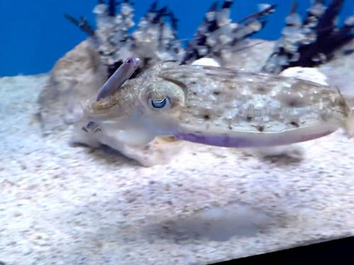 魚を持ったまま泳ぐイカ