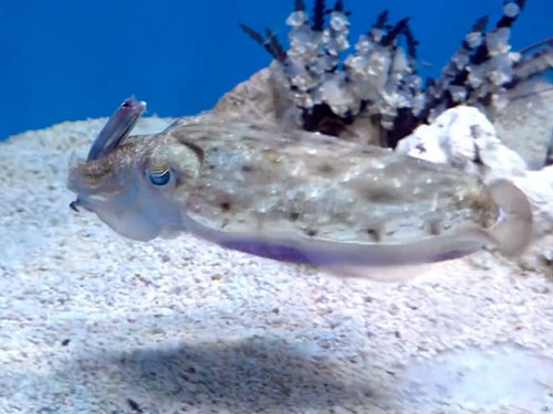 魚を持ったまま泳ぐイカ