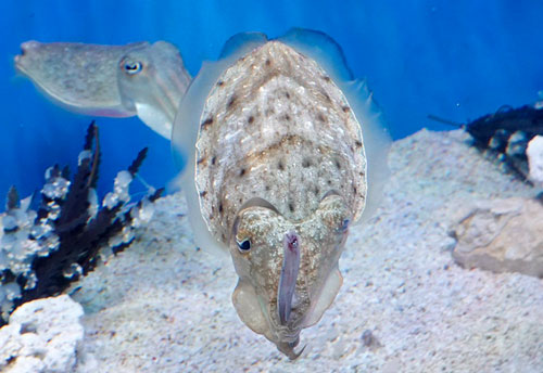 魚を持ったまま泳ぐイカ