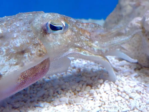 魚を持ったまま泳ぐイカ