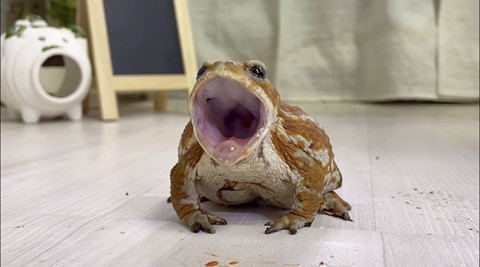 口あけてるカエル