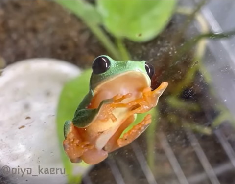 前向いてるカエル