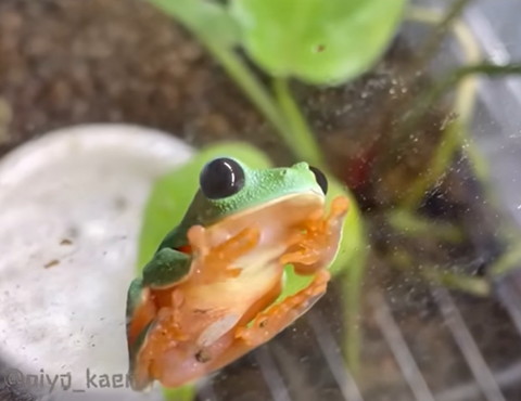 下に下がっているカエル