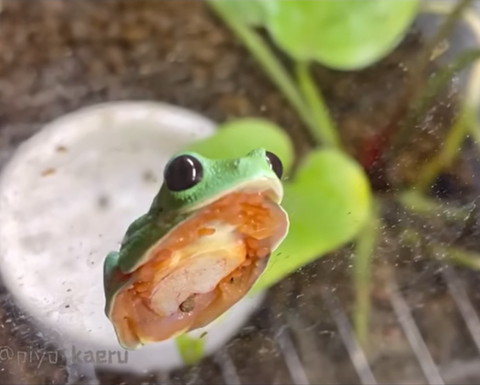 香箱座りカエル