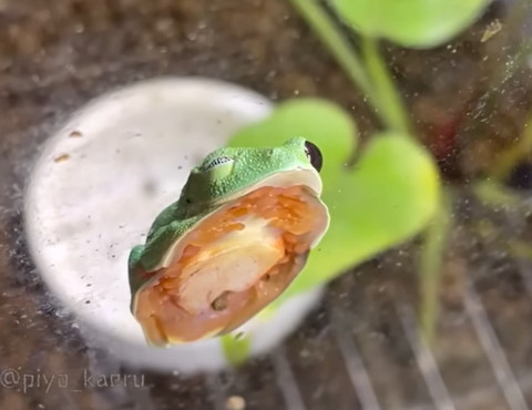 片目つぶるカエル