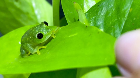葉っぱの上にカエル