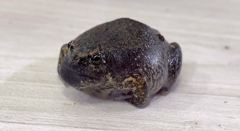 黒っぽいカエル