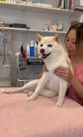 先生にもたれかかり乙女座りするワンコ