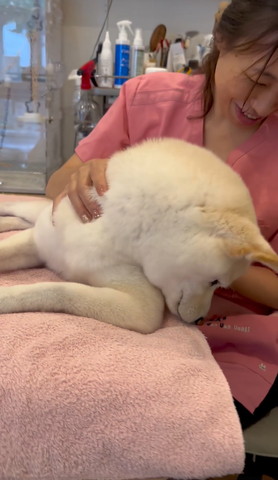 ベッドの下を見るワンコ