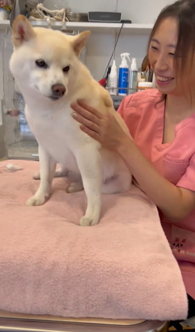 お座りして下を見るワンコ