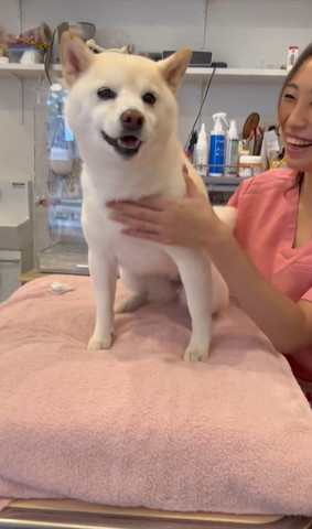 お座りしてカメラ目線ワンコ