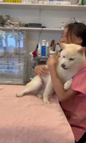 先生に倒れ込むワンコ