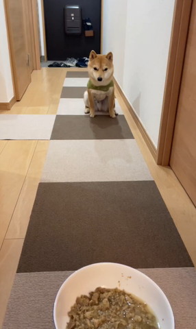 遠くからごはん見てるワンコ