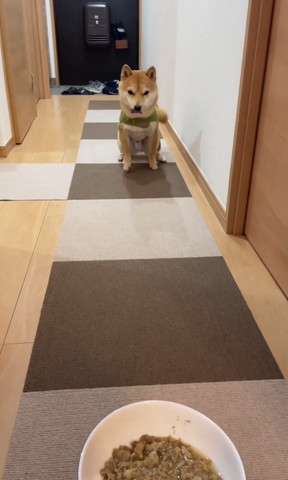 遠くからごはん見てるワンコ舌でてる