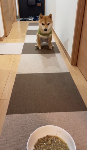 少し遠くからごはん見てるワンコ