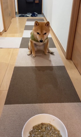 ごはんの少し近くで座るワンコ