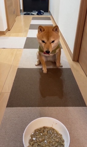 少しごはんの近くで舌だしてるワンコ