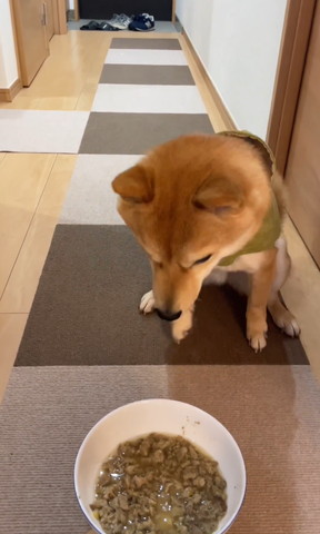 ごはんのぞきこんでるワンコ