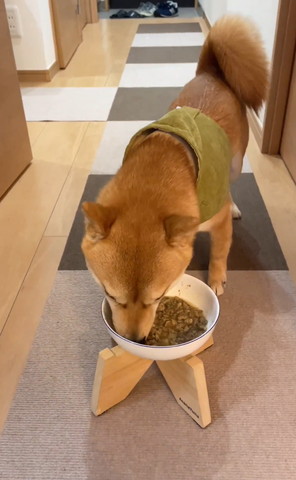 ごはん食べてるワンコ