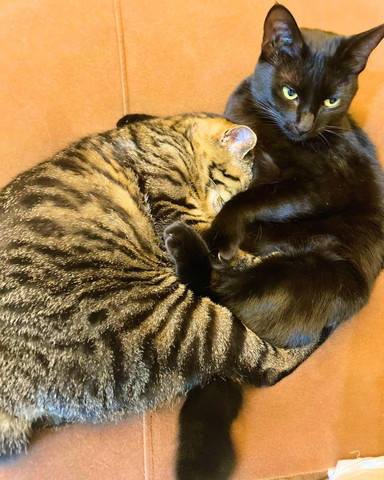 黒猫に甘えるキジトラ