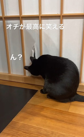 障子を下からのぞく猫ちゃん