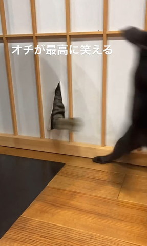 障子の穴から猫ちゃんの手