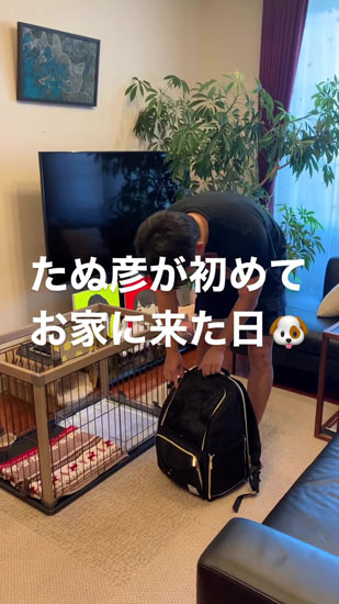 バッグに入っているたぬ彦くん