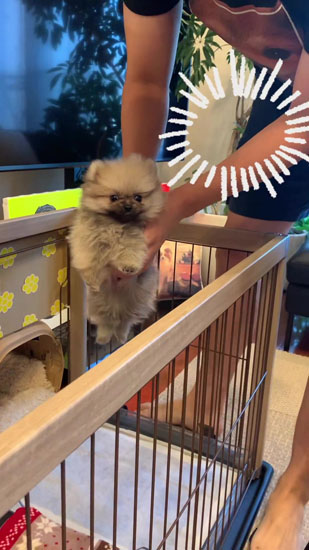 緊張気味のたぬ彦くん