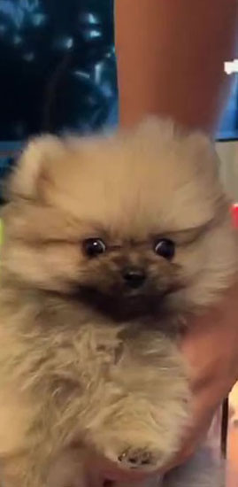 たぬ彦くんのアップ