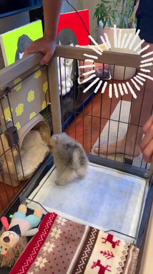 探検するたぬ彦くん