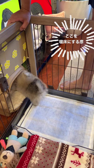 ベッドを見つけるたぬ彦くん