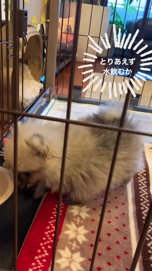 水を飲もうとするたぬ彦くん