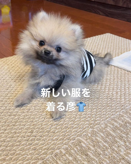 服を着るたぬ彦くん