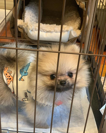 見つめてくるたぬ彦くん