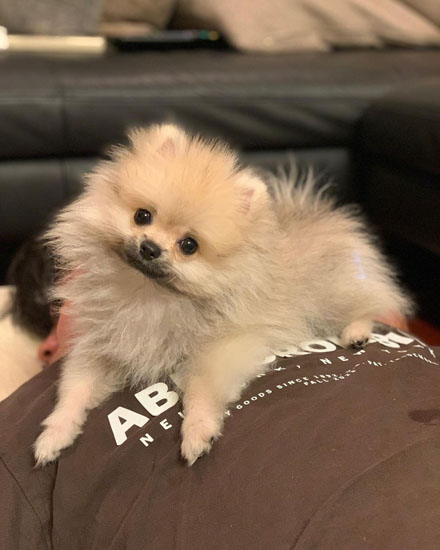 おしっこするたぬ彦くん