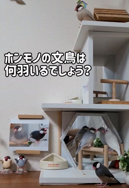 文鳥よりの写真